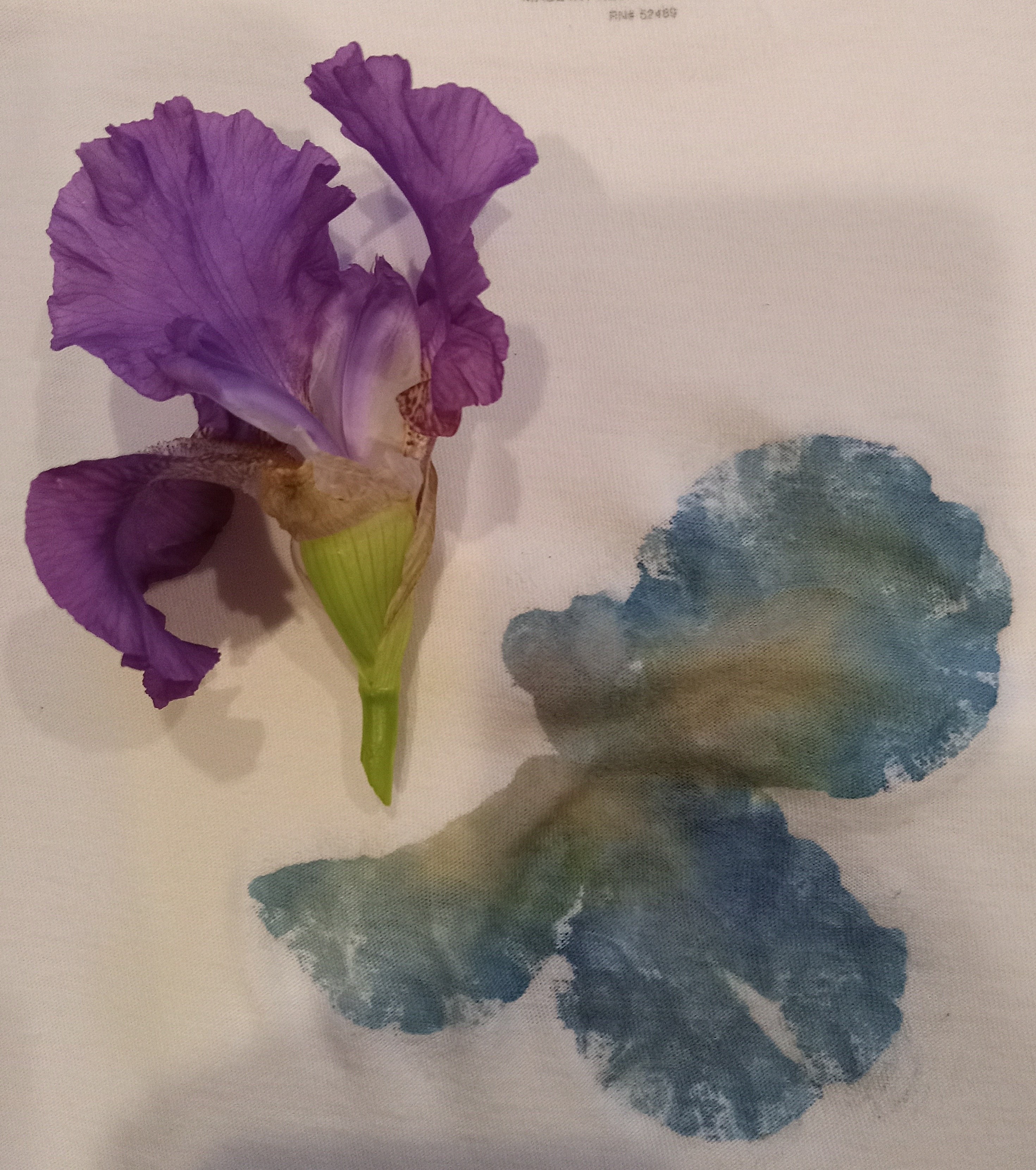 Close-up of a purple iris before pounding, revealing a vivid turquoise pigment transfer after the botanical pounding process